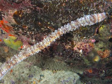Beaded Sea Cucumber - Euapta lappa - British Virgin Islands