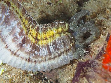 Beaded Sea Cucumber - Euapta lappa - British Virgin Islands