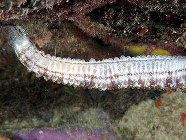 Beaded Sea Cucumber - Euapta lappa - British Virgin Islands