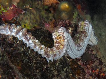 Beaded Sea Cucumber - Euapta lappa - British Virgin Islands