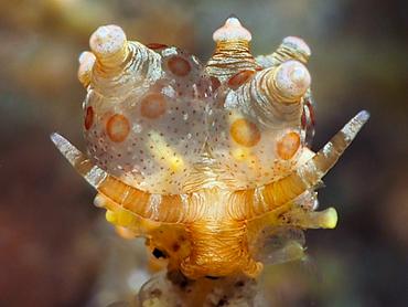 Ocellated Eubranchus - Eubranchus ocellatus - Bali, Indonesia