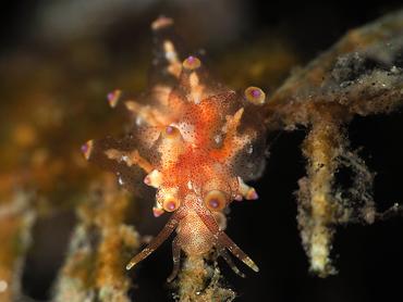 Red-Speckled Eubranchus - Eubranchus sp. 3 - Bali, Indonesia