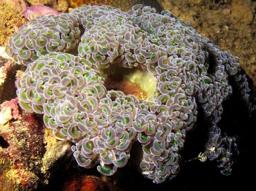 Anchor Coral - Fimbriaphyllia ancora - Palau