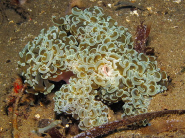 Anchor Coral - Fimbriaphyllia ancora - Dumaguete, Philippines