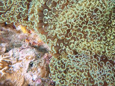 Anchor Coral - Fimbriaphyllia ancora - Komodo, Indonesia