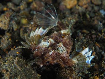 Dragon Sea Moth - Eurypegasus draconis - Komodo, Indonesia