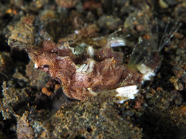 Dragon Sea Moth - Eurypegasus draconis - Komodo, Indonesia