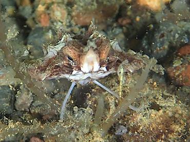 Dragon Sea Moth - Eurypegasus draconis - Komodo, Indonesia
