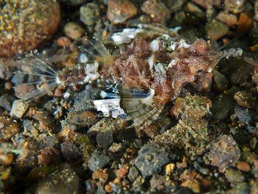 Dragon Sea Moth - Eurypegasus draconis - Komodo, Indonesia