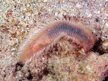 Orange Fireworm - Eurythoe complanata - British Virgin Islands