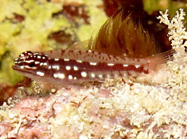 Red and Whitespotted Dwarfgoby - Eviota prasites - Yap, Micronesia