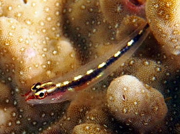 Striped Dwarfgoby - Eviota sebreei - Fiji