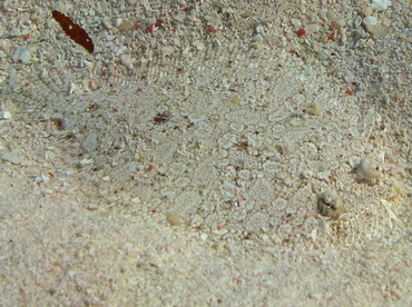 Eyed Flounder - Bothus ocellatus - Isla Mujeres, Mexico