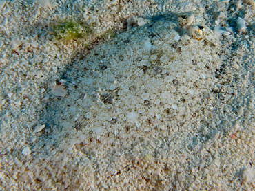 Eyed Flounder - Bothus ocellatus - Cozumel, Mexico