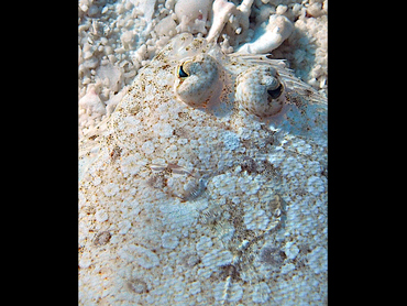 Eyed Flounder - Bothus ocellatus - Cozumel, Mexico