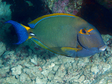 Eyestripe Surgeonfish - Acanthurus dussumieri - Great Barrier Reef, Australia