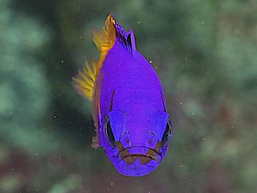 Fairy Basslet - Gramma loreto - British Virgin Islands