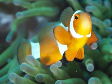False Clown Anemonefish - Amphiprion ocellaris - Komodo, Indonesia