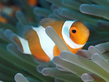 False Clown Anemonefish - Amphiprion ocellaris - Komodo, Indonesia