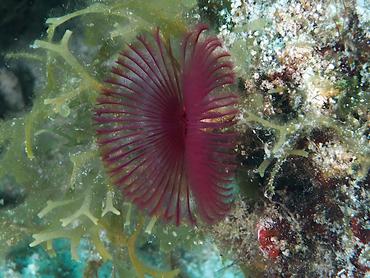 Split-Crown Feather Duster - Anamobaea orstedii - British Virgin Islands