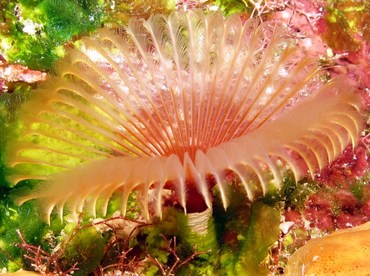 Split-Crown Feather Duster - Anamobaea oerstedi - Bonaire