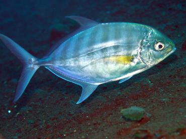 Blue Trevally - Ferdauia ferdau - Bali, Indonesia