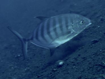 Blue Trevally - Ferdauia ferdau - Bali, Indonesia