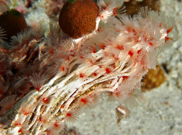 Delicate Tube Worm - Filogranella elatensis - Wakatobi, Indonesia