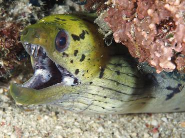 Fimbriated Moray Eel - Gymnothorax fimbriatus - Komodo, Indonesia