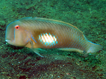 Finspot Razorfish - Iniistius melanopus - Lembeh Strait, Indonesia