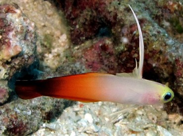 Fire Dartfish - Nemateleotris magnifica - Palau