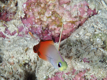 Fire Dartfish - Nemateleotris magnifica - Great Barrier Reef, Australia