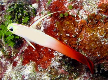 Fire Dartfish - Nemateleotris magnifica - Yap, Micronesia
