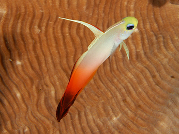 Fire Dartfish - Nemateleotris magnifica - Wakatobi, Indonesia