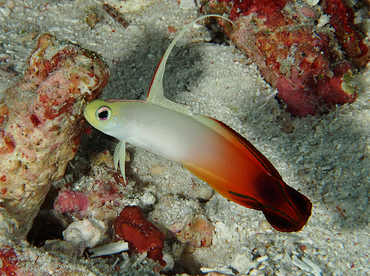Fire Dartfish - Nemateleotris magnifica - Wakatobi, Indonesia
