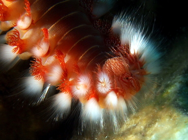 Bearded Fireworm - Hermodice carunculata - Eleuthera, Bahamas