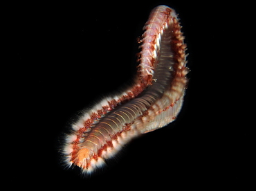 Bearded Fireworm - Hermodice carunculata - Cozumel, Mexico