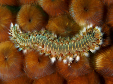 Bearded Fireworm - Hermodice carunculata - Cozumel, Mexico