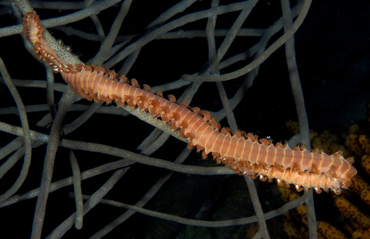 Bearded Fireworm - Hermodice carunculata - Bonaire
