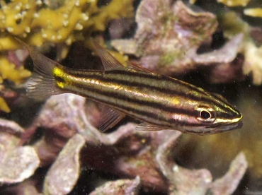 Fivelined Cardinalfish - Cheilodipterus quinquelineatus - Palau
