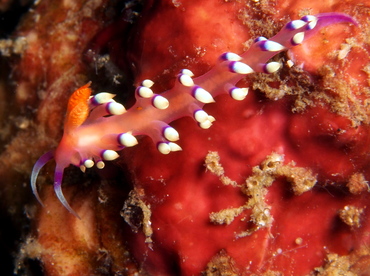 Desirable Flabellina - Coryphellina exoptata - Lembeh Strait, Indonesia