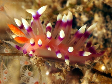 Desirable Flabellina - Flabellina exoptata - Lembeh Strait, Indonesia