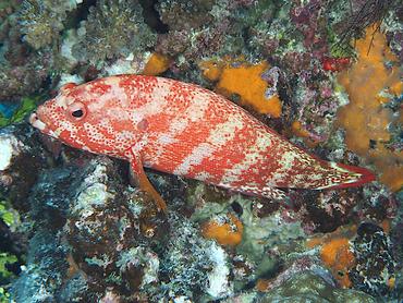 Flagtail Grouper - Cephalopholis urodeta - Rangiroa, French Polynesia