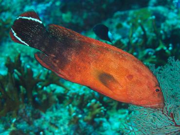Flagtail Grouper - Cephalopholis urodeta - Komodo, Indonesia