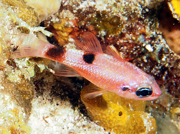Flamefish - Apogon maculatus - Cozumel, Mexico