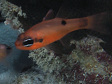 Flamefish - Apogon maculatus - Bonaire
