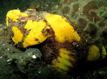 Flasher Scorpionfish - Scorpaenopsis macrochir - Lembeh Strait, Indonesia