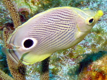 Foureye Butterflyfish - Chaetodon capistratus - Grand Cayman