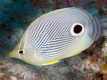 Foureye Butterflyfish - Chaetodon capistratus - Turks and Caicos