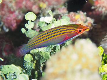 Fourstripe Wrasse - Pseudocheilinus tetrataenia - Rangiroa, French Polynesia
